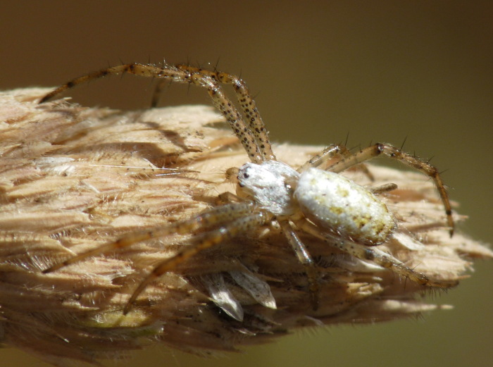 Stadi diversi di sviluppo di Argiope bruennichi